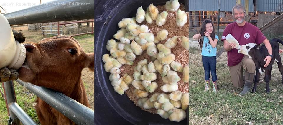 TWRI staff also welcomed other new animals into their lives. Jaclyn and TWRI Research Associate Ed Rhodes each raised calves, and TWRI Assistant Director Allen Berthold raised numerous broiler chicks.
